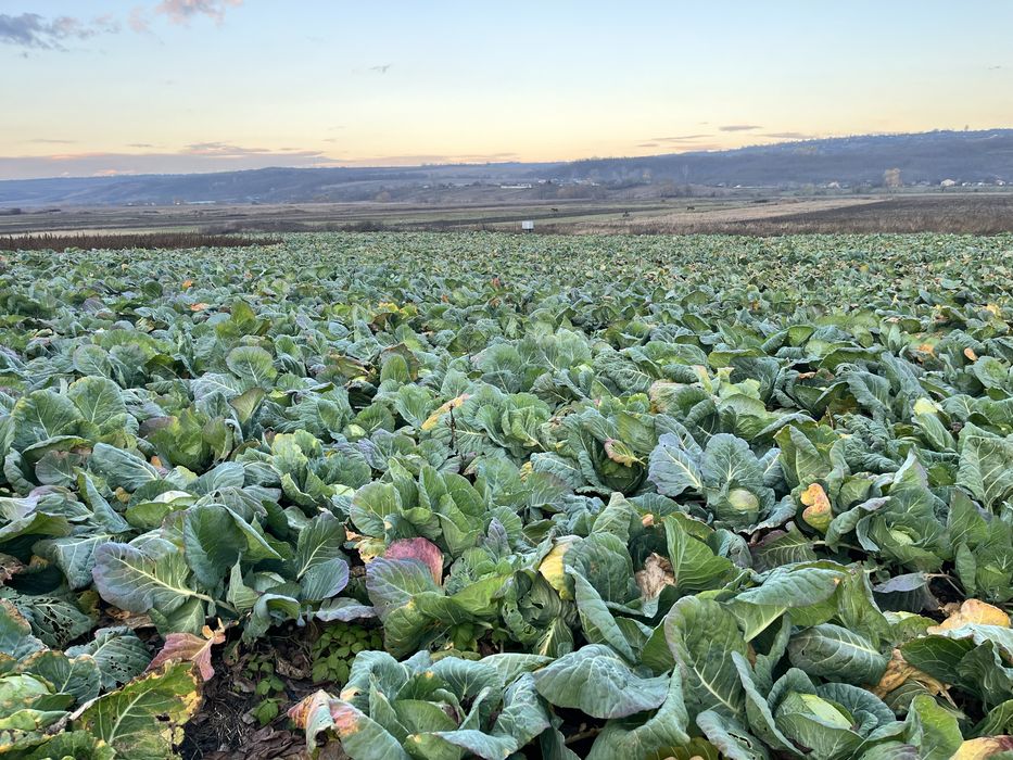 Varza de Buzău de vânzare
