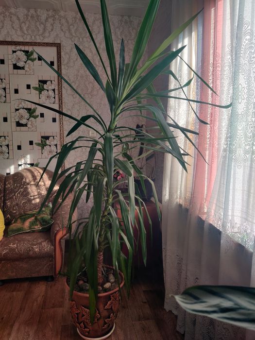 Продам комнатное растение