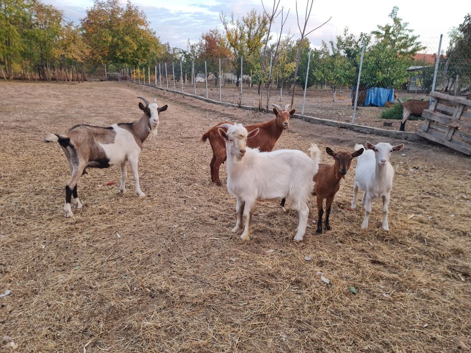 Vând capre gestante