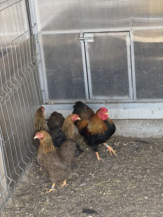 Familii wyandotte pitic varietatea gat auriu