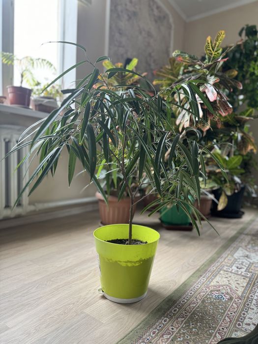 Растения для офиса и дома