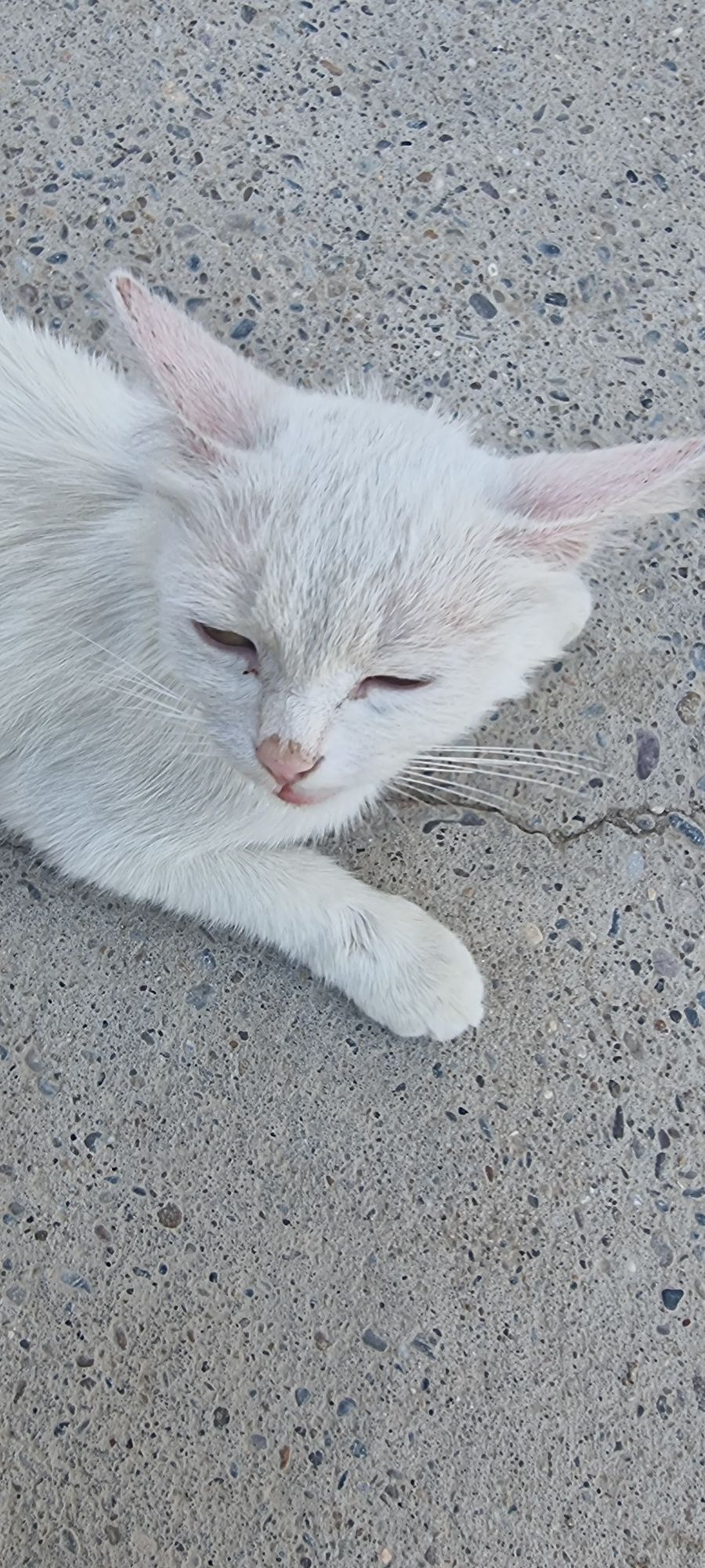 Кошка с котятами бесплатно