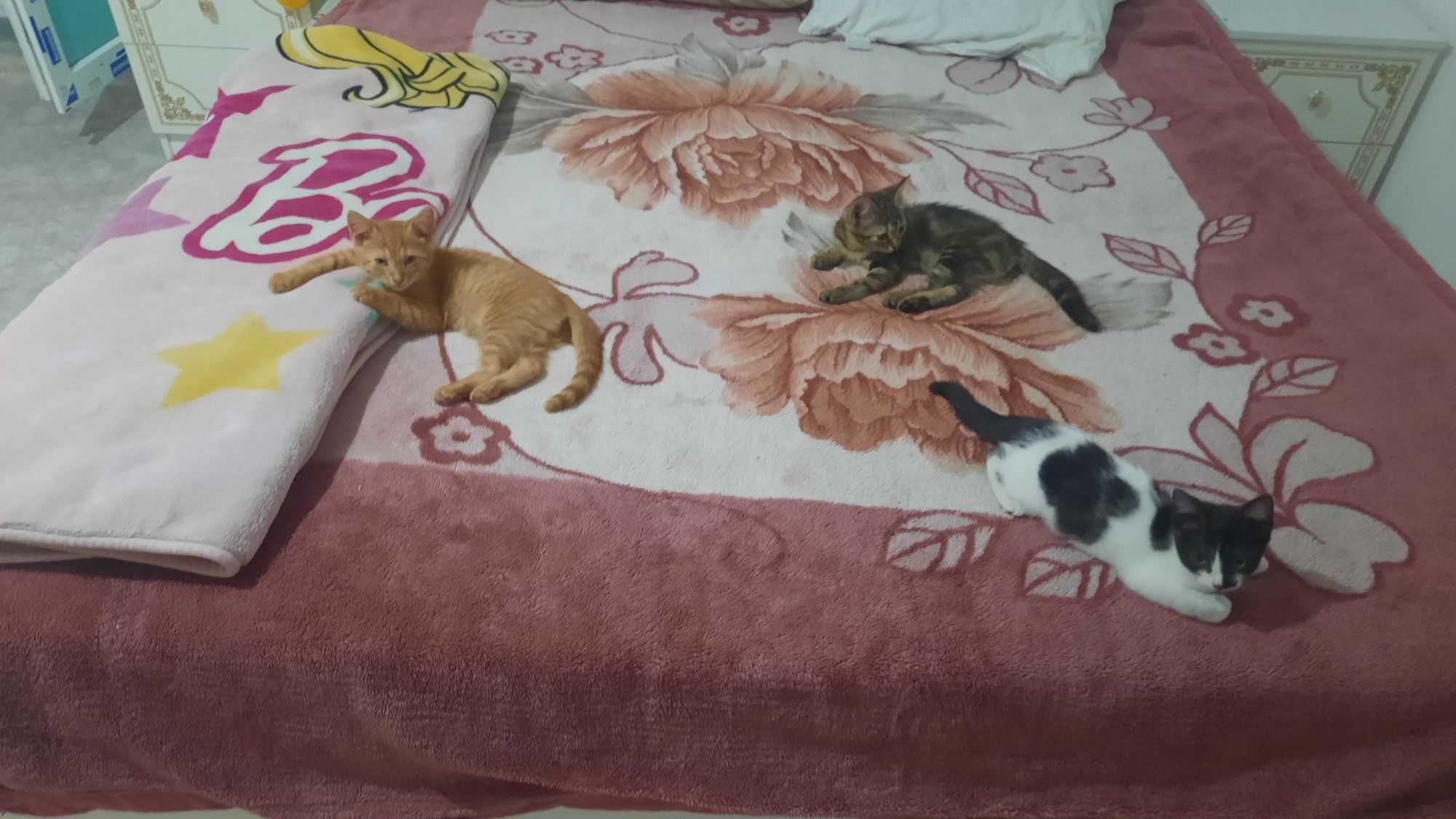 Отдам котят крысоловов.