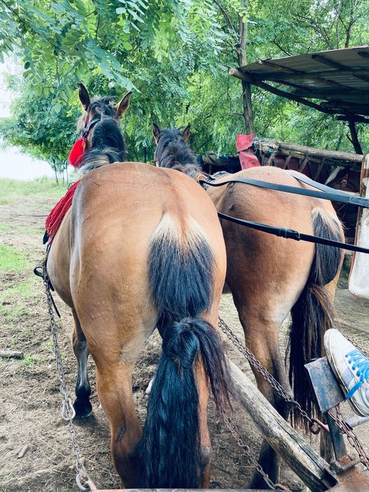 Vand sau schimb 2 manza