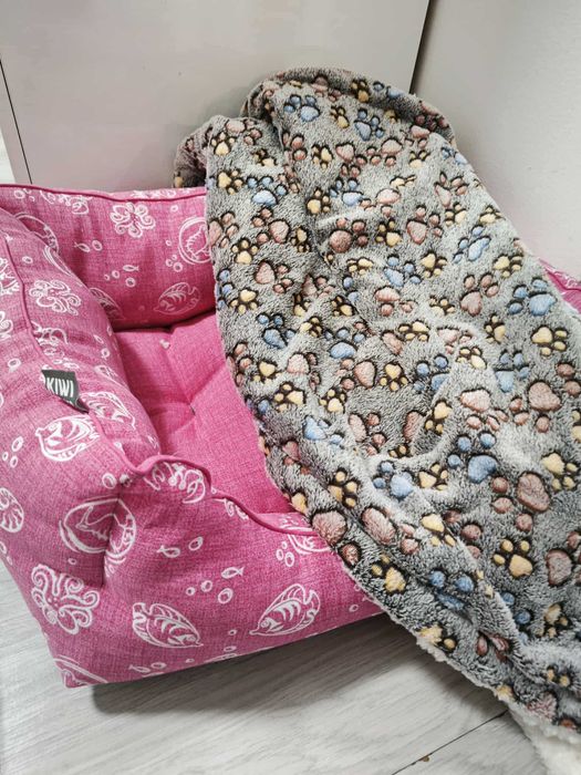 продавам кокер шпаньол – перфектно кутренце с пълен комплект!