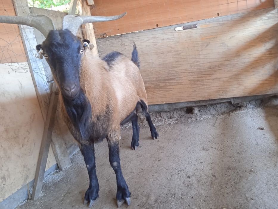 Țap Alpin Francez