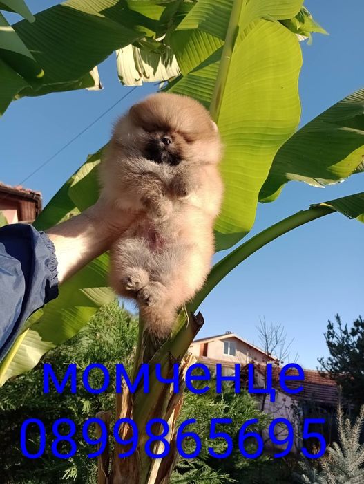 Мъжки Померан на 3 месеца.