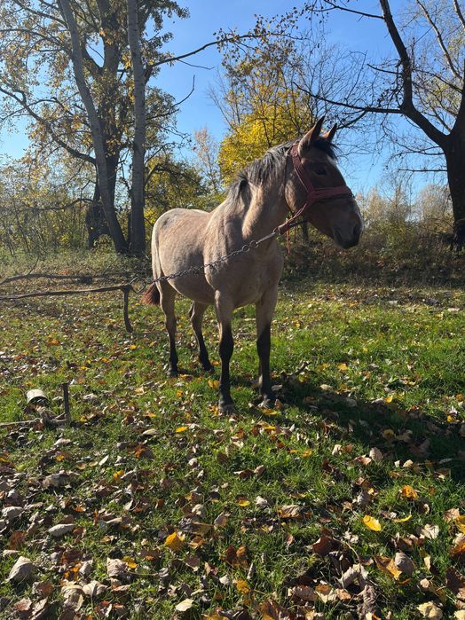 Vand 2 manze de 2 ani