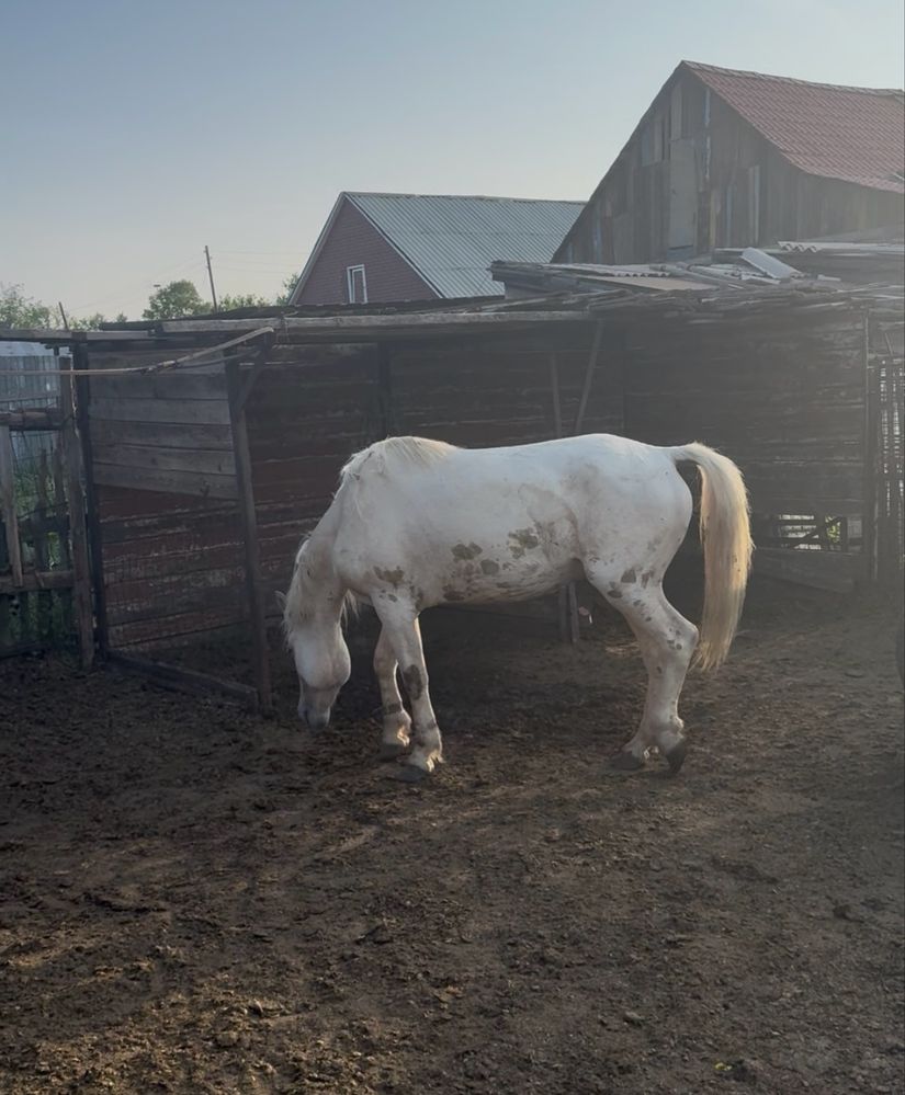 Продам жерепца донен