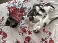 Pisici spre adoptie