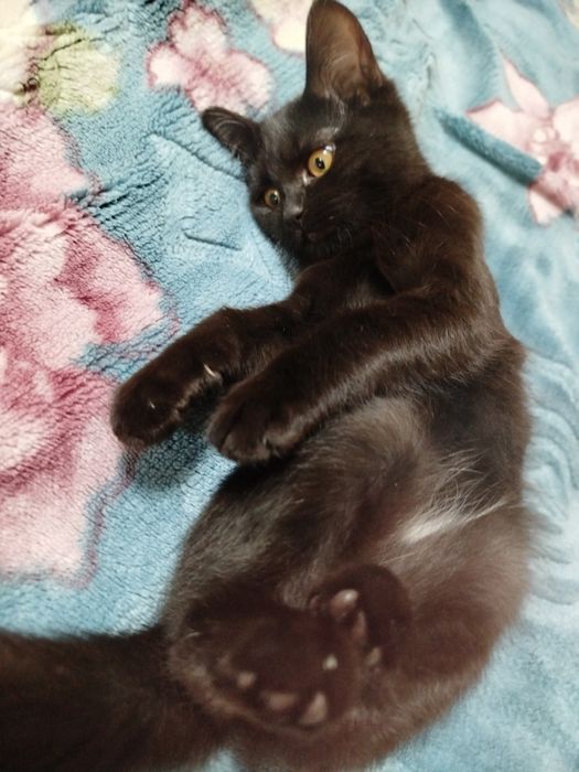 Отдам бесплатно кошку в хорошую руку