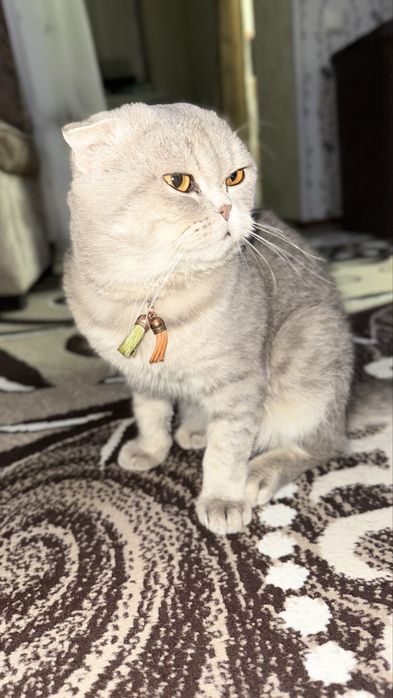 Шотландская вислоухая