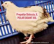 Vând ouă incubat POLARA GIGANT XXL, pui, tineret