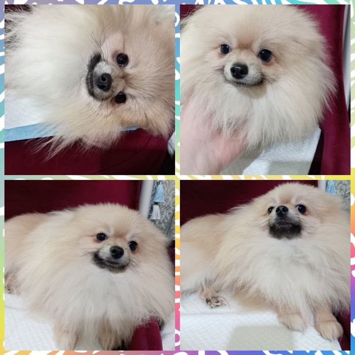 Предлагается к вязке кобель померанского шпица миник, beibi feis