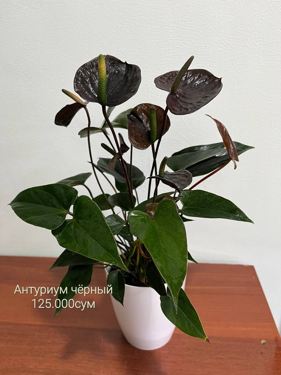 Продаётся  Алоказия,Антуриум,Бонсай,Бамбук,Калатея, Макоя, Араукария