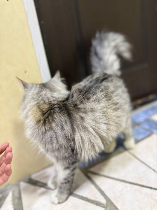 Koshka,mushuk Turetskaya angora кошка