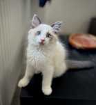 Ragdoll Seal Bicolor