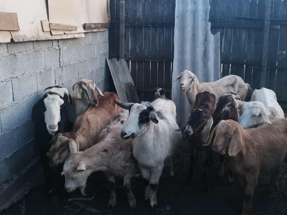 Vând capre anglo nubiene