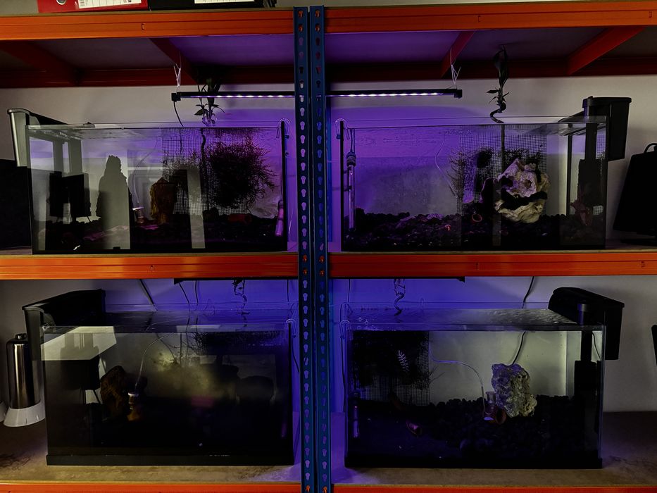 acvarii, plante, creveti, melci, filtru, hrana, substante, osmoza