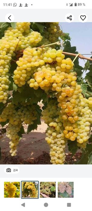 Struguri de vin producție 2025