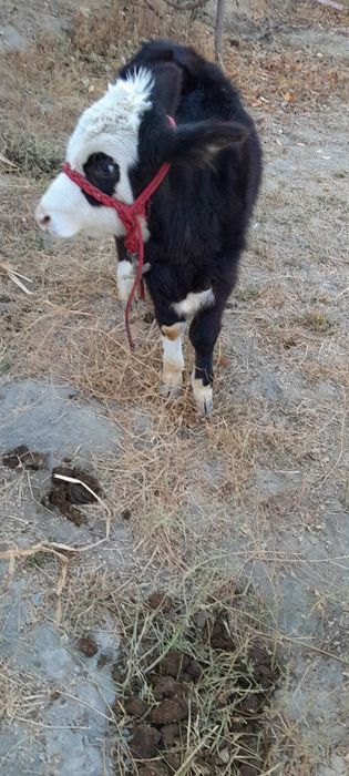 Ангусга сментал гибрид 4, 5ойлик сутдан чикган