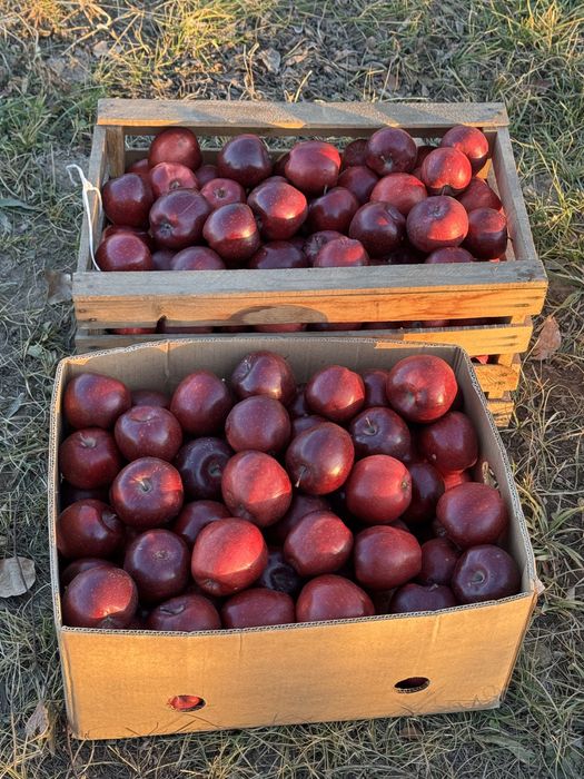 Продам  яблоки сорт американка