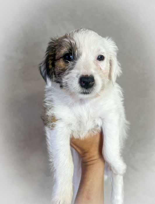 Щенок Джек Рассел терьер чудесная девочка