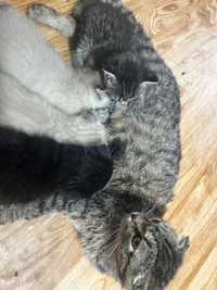 Котята , 4 прекрасных котенка ищут новый дом) мама веслаухая,