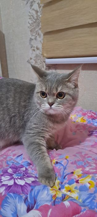 Мушук зотли Британский скотч страйт