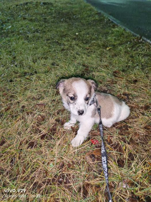 Щенкам нужен дом!