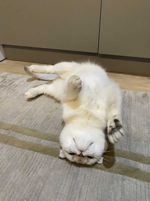 Скоттиш фолд девочка