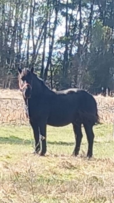 Cal semi greu de vanzare