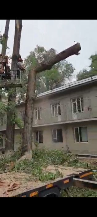 Спил Деревьев Алматы и область