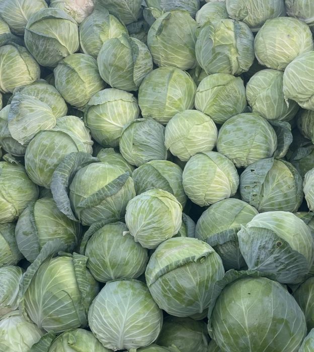 Producator vand varza romaneasca recolta proprie