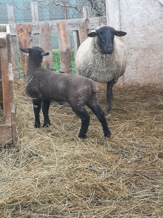 Oi  de rasa pura suffolk