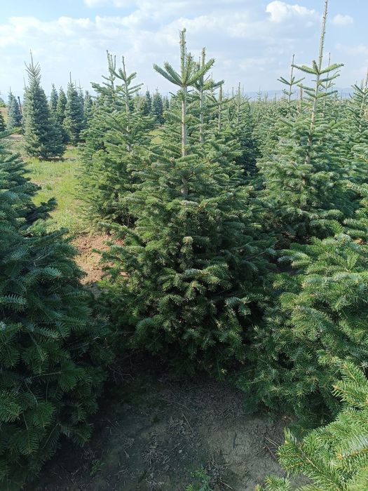 Brazi arginti si verzi