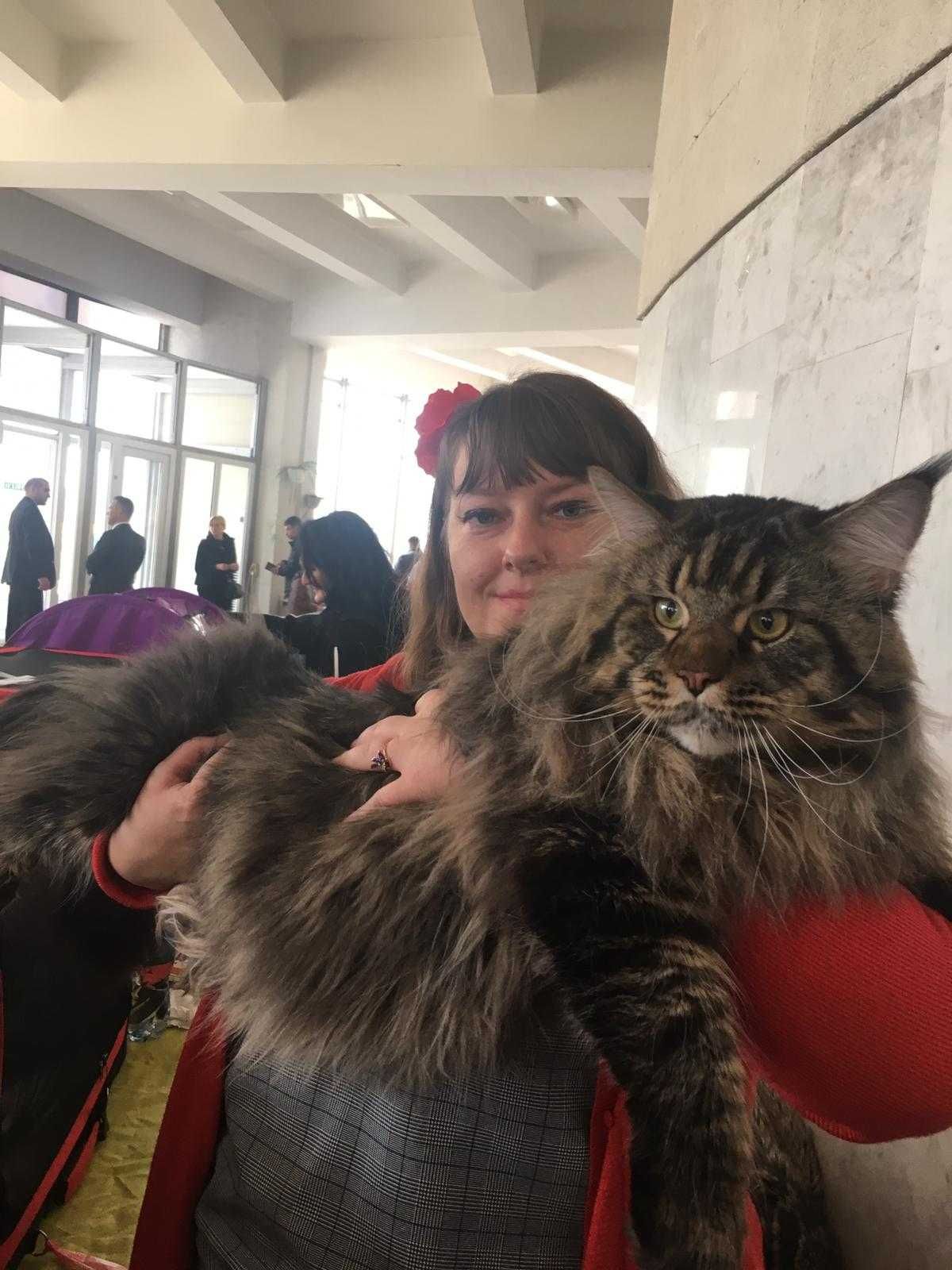 MaineCoon cu parinti campioni !