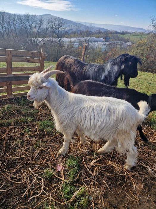Vând sau schimb 2 iezi din primăvara