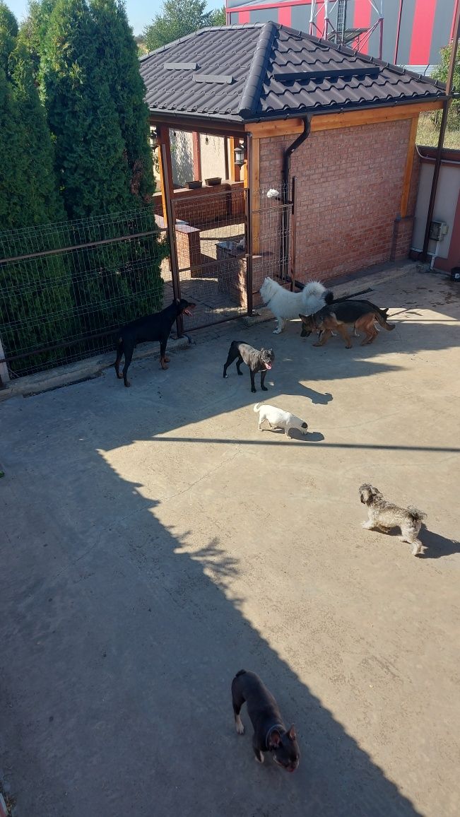 Cazare animale de companie/Hotel animale/Pet Sitter.