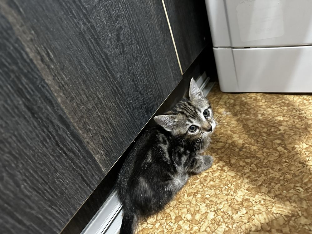 Котята девчата в добрые руки