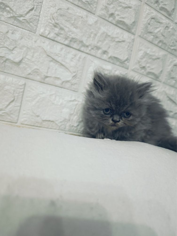 Персийски котета