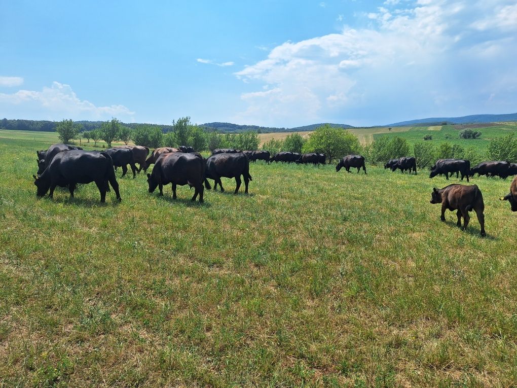 Juninci Aberdeen Angus