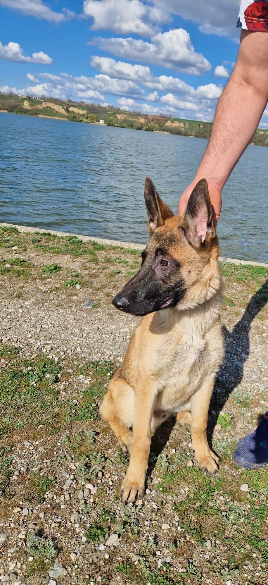 Ciobanesc Belgian Malinois.