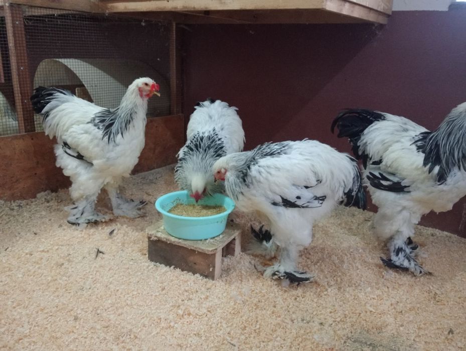 Cocosi brahma herminat deschis