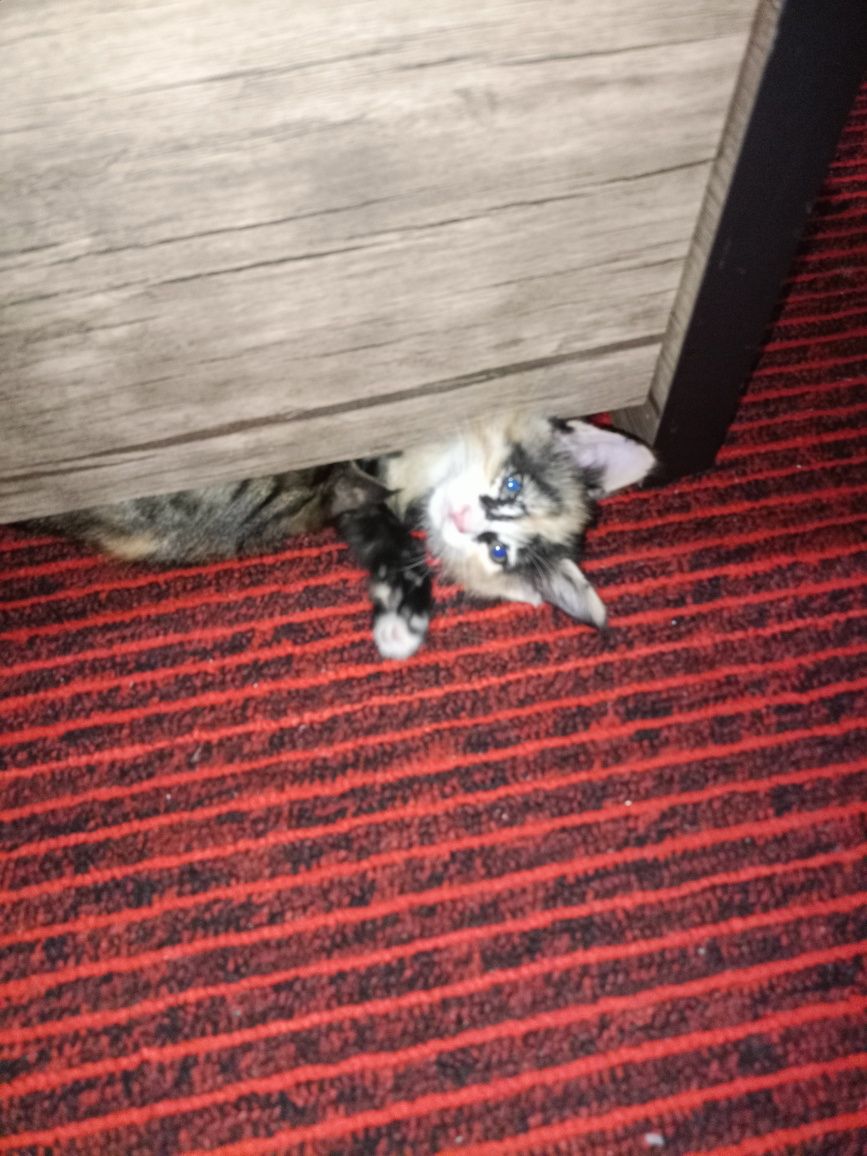 Отдам даром котят