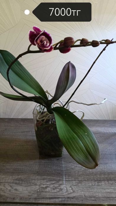 Продам орхидеи товарного вида