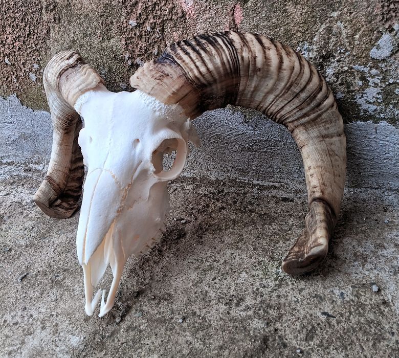 Череп от овен,с рогата.Коч.