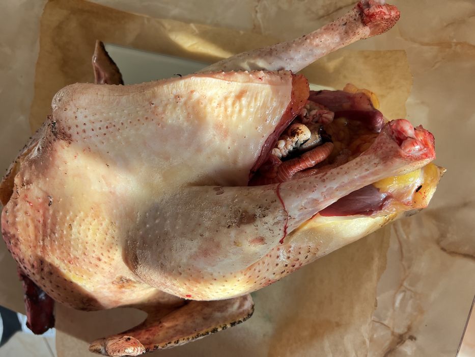 Pui si oua de țară. Pasari hranite 100% cu cereale