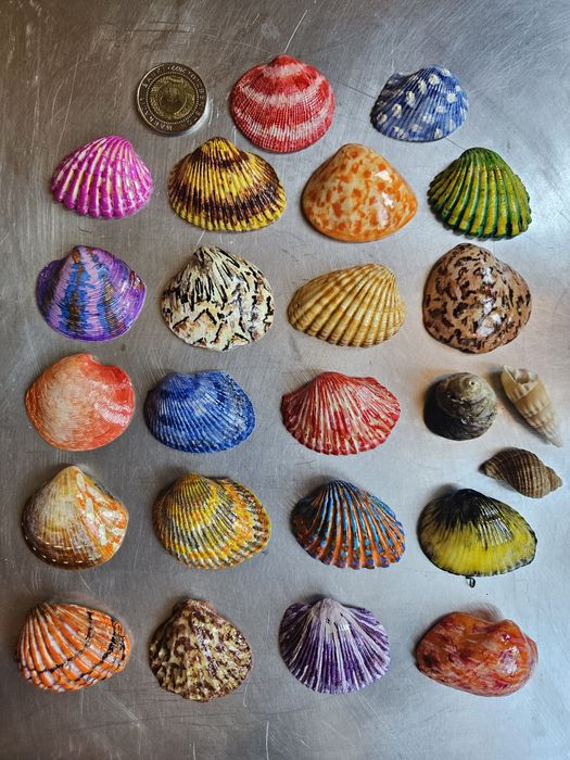 Красивые ракушки.