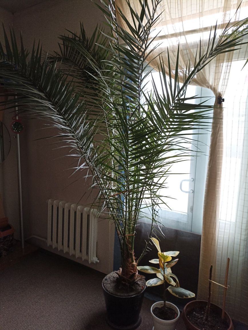 Пальма финиковая растение